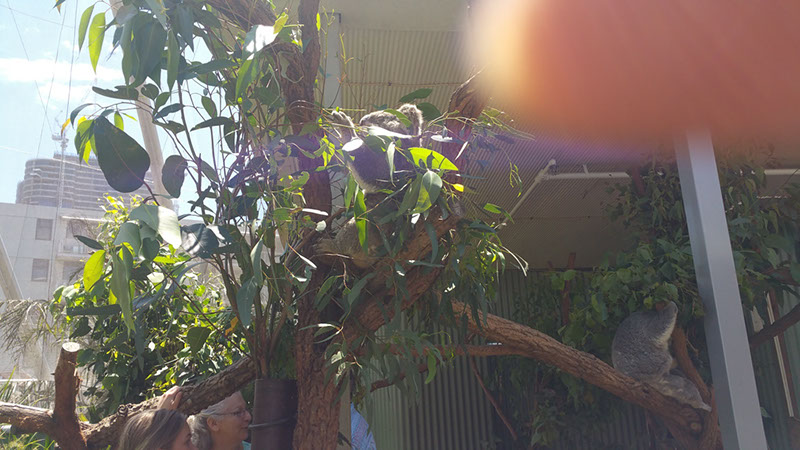 20151113_121208